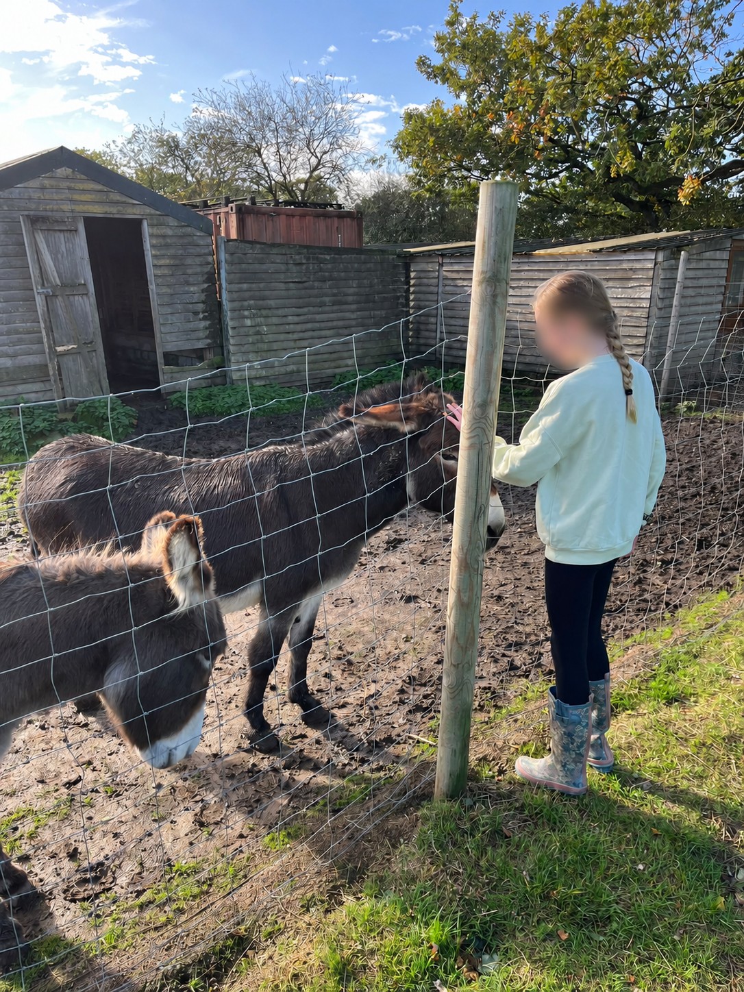 Children meeting donkeys