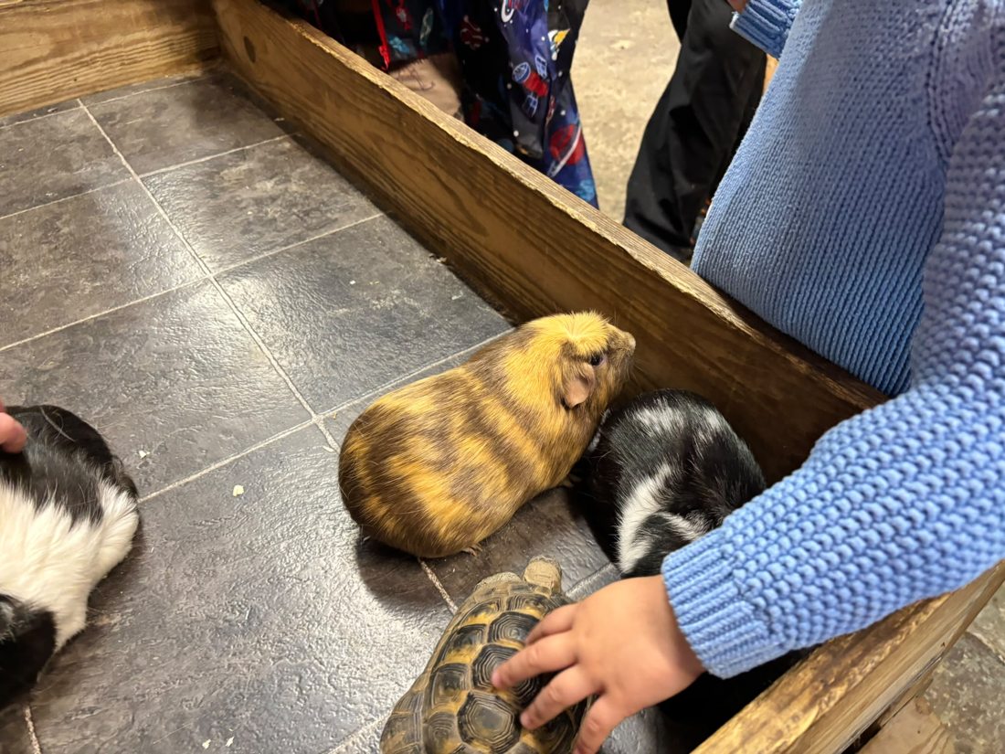 A visit to the animals